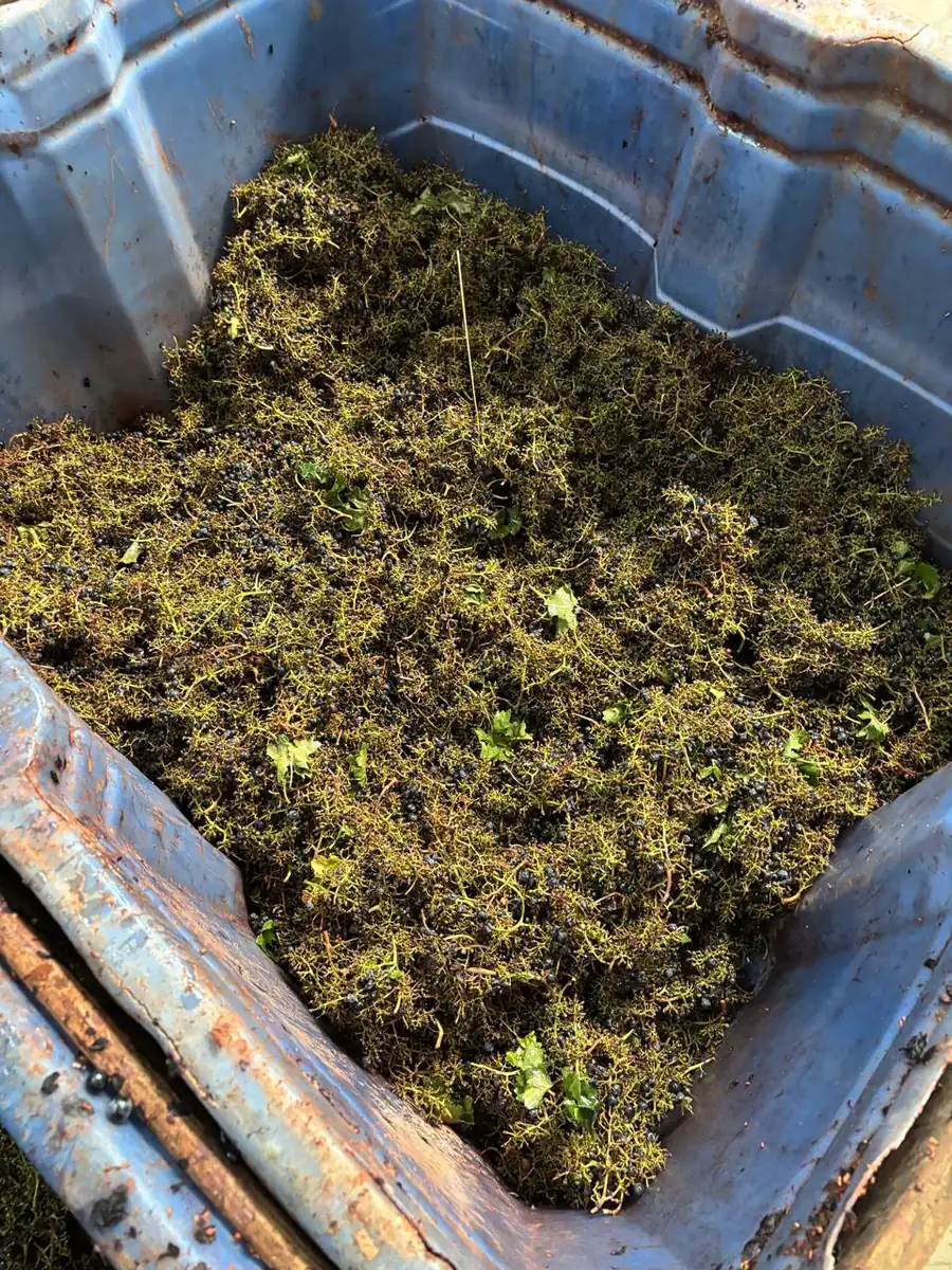 A bin of stalks thrown out by the destemmer