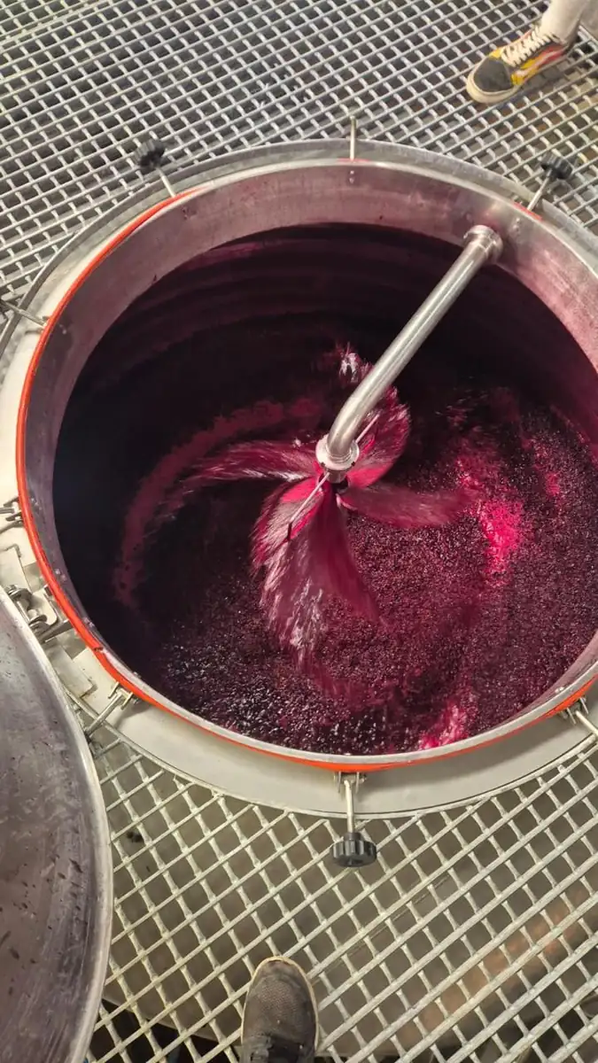 A pump-over in progress, wine fanning out over the cap of skins in an open tank