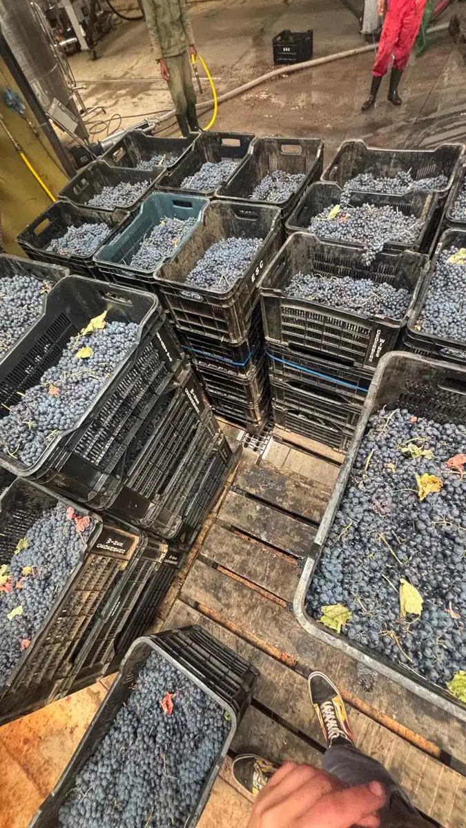 Tipping a crate of grapes onto the sorting table in the cellar