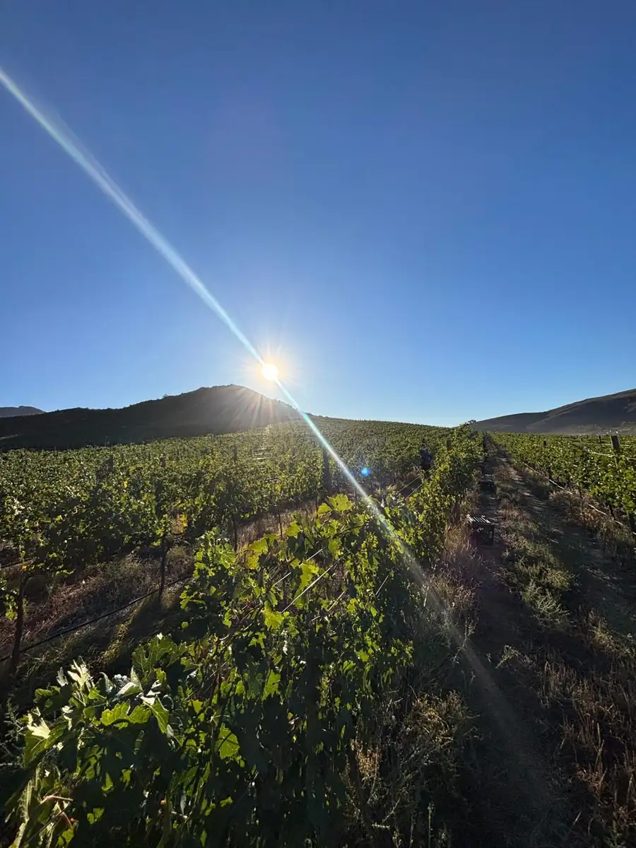 First light down the rows.