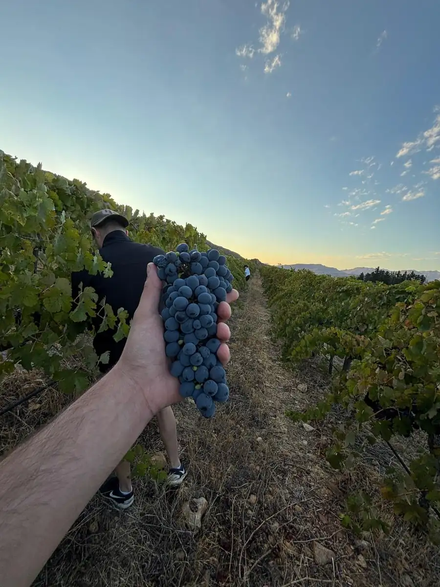 A hand holding a large bunch of blue-black grapes, mountains behind