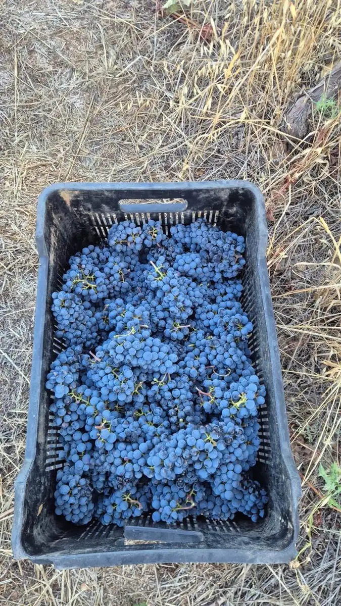 A full crate of blue-black bunches standing in dry grass