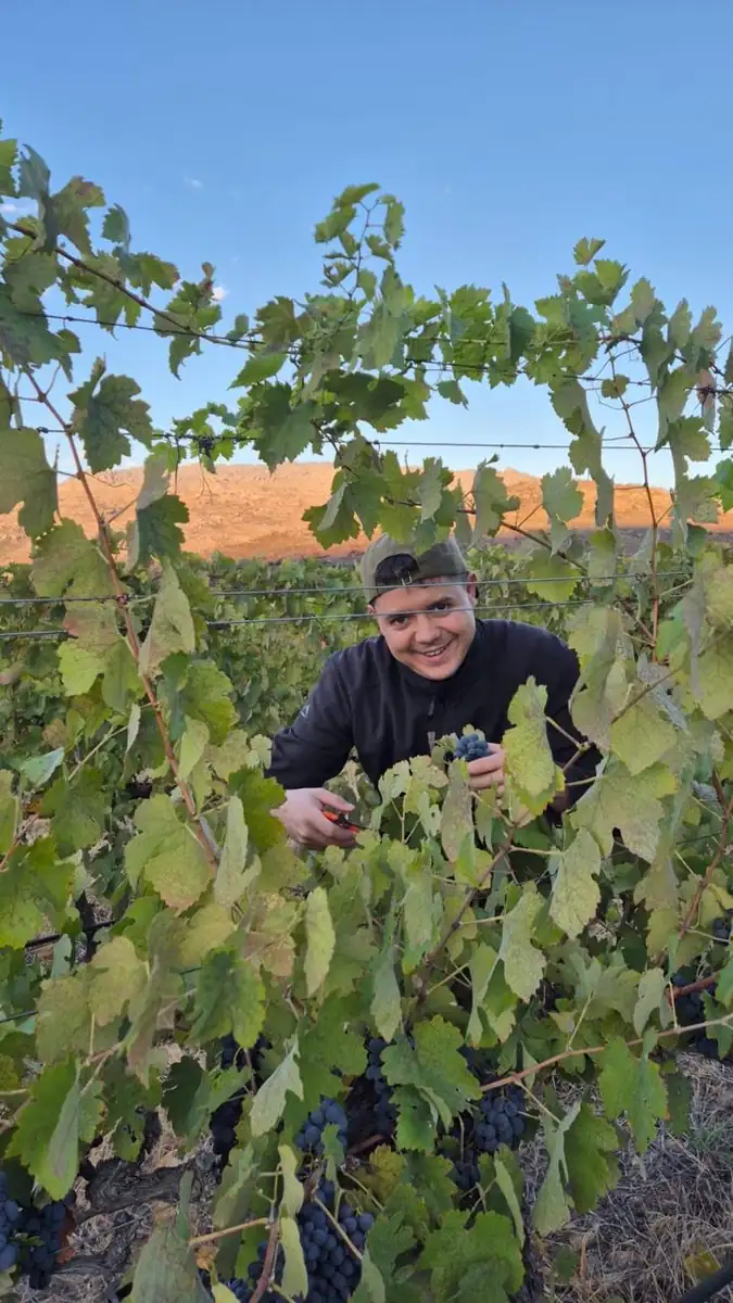 A picker smiling through the vine canopy