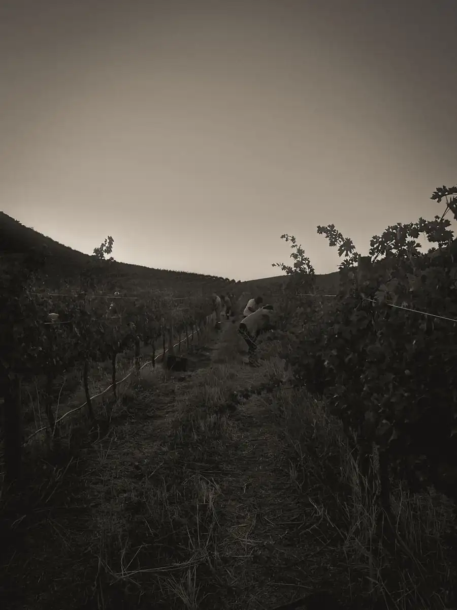 Pickers working down the rows in half light