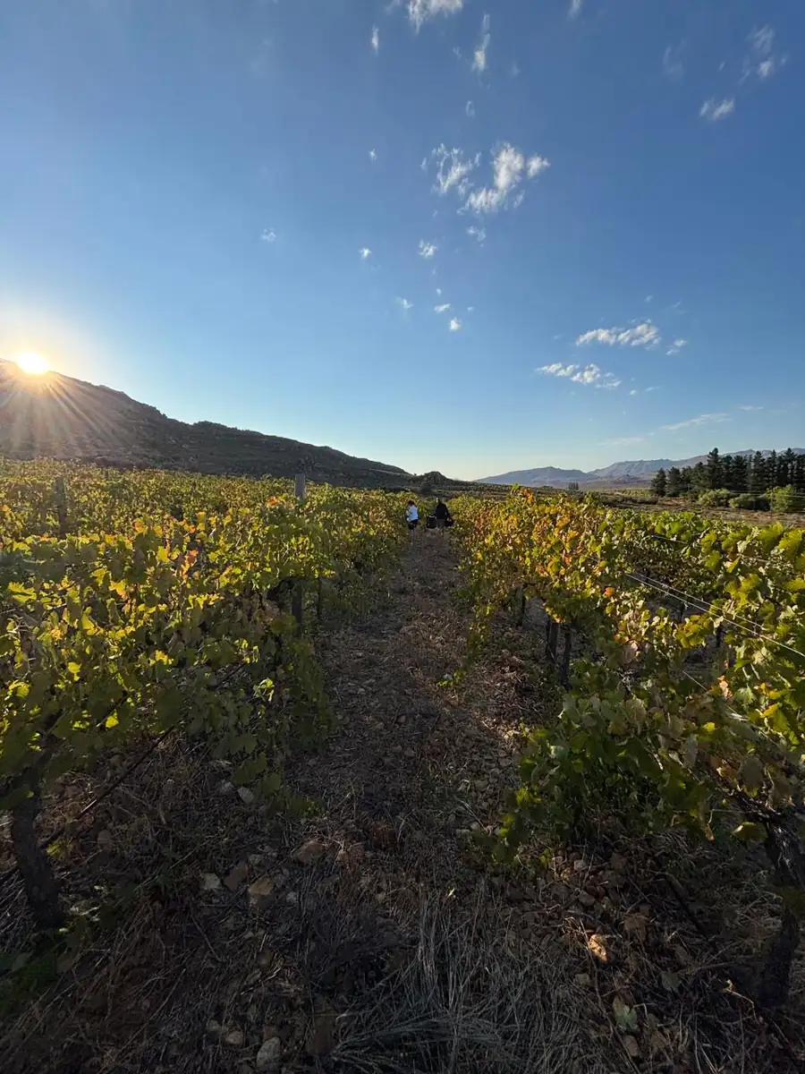 Sunrise breaking over the vineyard block with the Cederberg behind