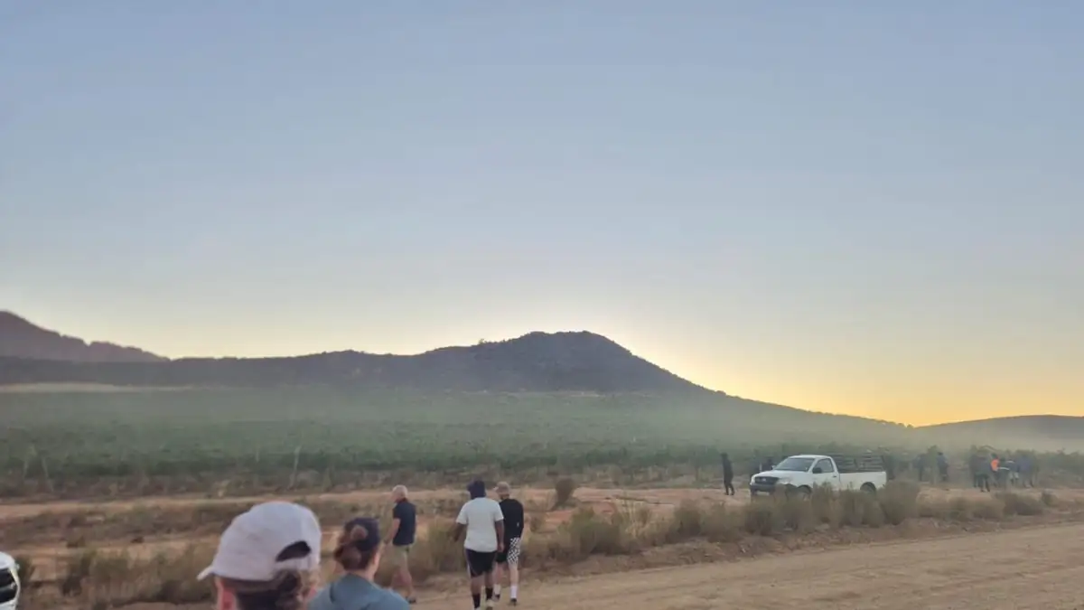 The group walking out to the vineyard block at dawn, bakkies waiting in the mist